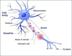 Biological Neurons - Artificial Intelligence Interview Questions - Edureka