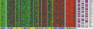 genes cluster - Edureka