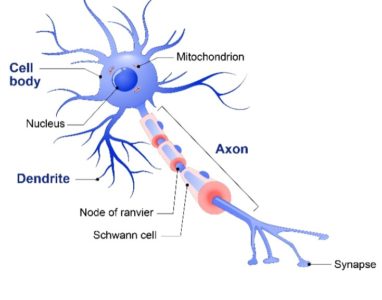 neuron-Deep Learning with Python