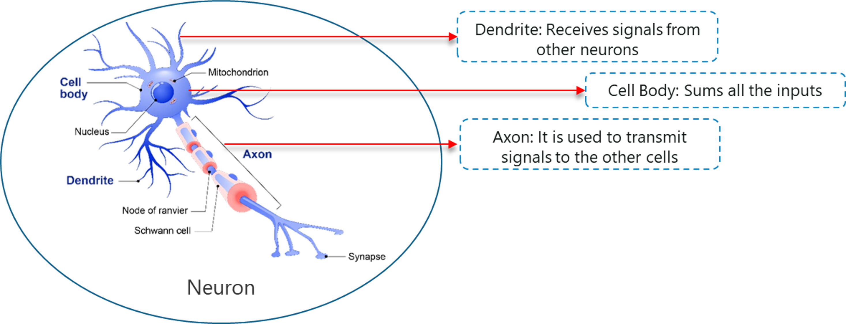 Biological Neuron - Artificial Intelligence With Python - Edureka